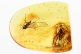 Fossil Long-Legged Flies, Beetle & Fungus Gnat in Baltic Amber #346708-1